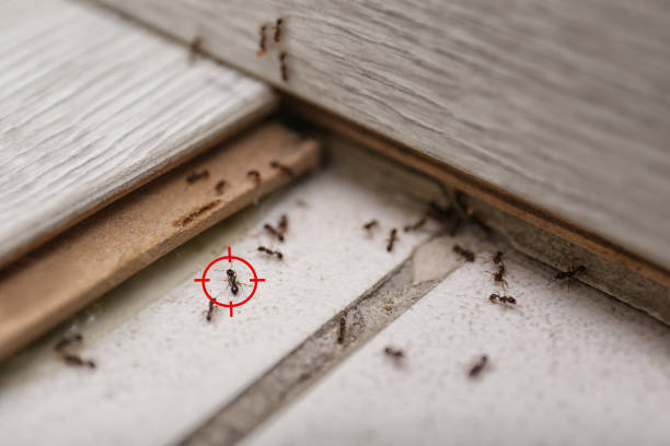 Best Pest Inspection Near Me  in West Hills, PA