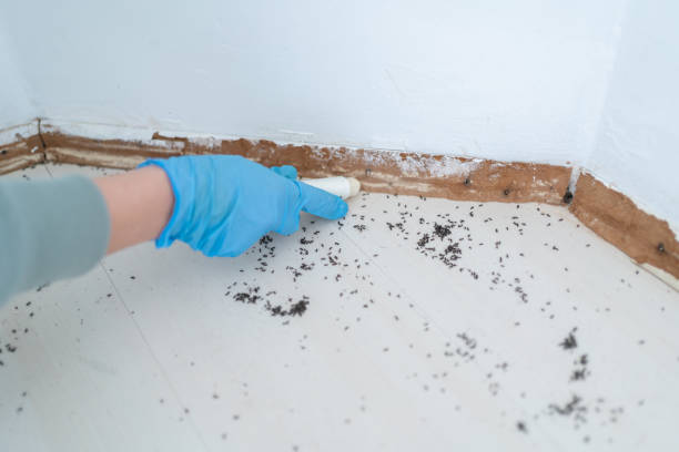 Reliable West Hills, PA Pest Control Solutions